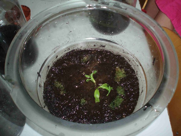 Při hodině chemicko-biologických praktik